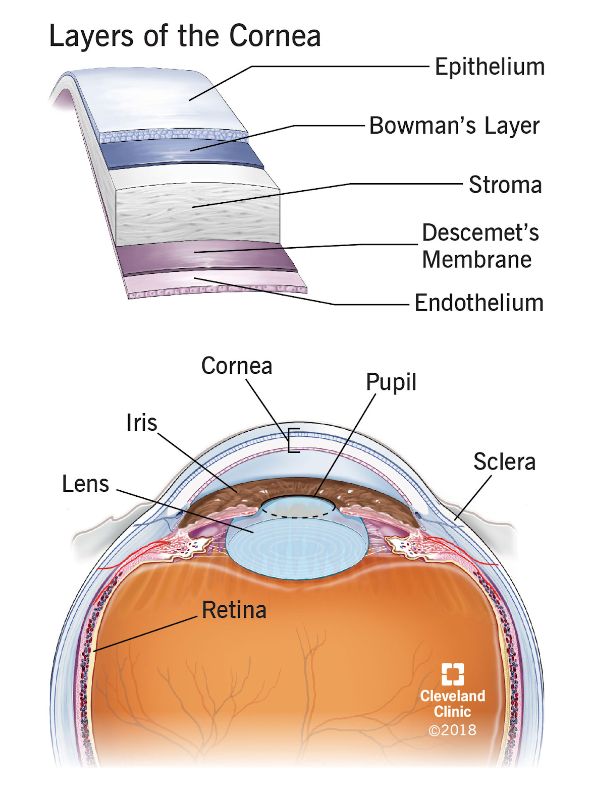 Anatomy of the eye and layers of the cornea. (Source: https://my.clevelandclinic.org/health/treatments/17714-cornea-transplant)