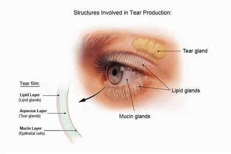 Structures involved in Tear Production (Source: https://grahameye.com/dry-eye-disease-management)